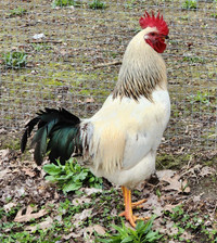 Mr. Rooster looking for new home