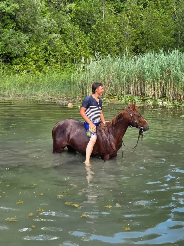 Broke Horses For Sale in Horses & Ponies for Rehoming in Owen Sound - Image 7