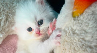 Pure bred persian kitten blue eyes 8 weeks old adorable kitten