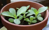 Mother of thousands / Alligator / Mexican hat plant 