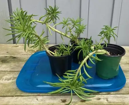 3 succulent plants
