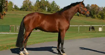 ISO: Thoroughbred, Thoroughbred cross or Hanoverian gelding, View more