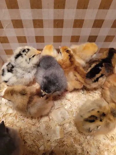 Healthy and strong chicks, they will lay blue-green, olive and brown eggs * Vaccinated et treated *...