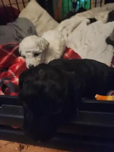 caniches miniatures, View more