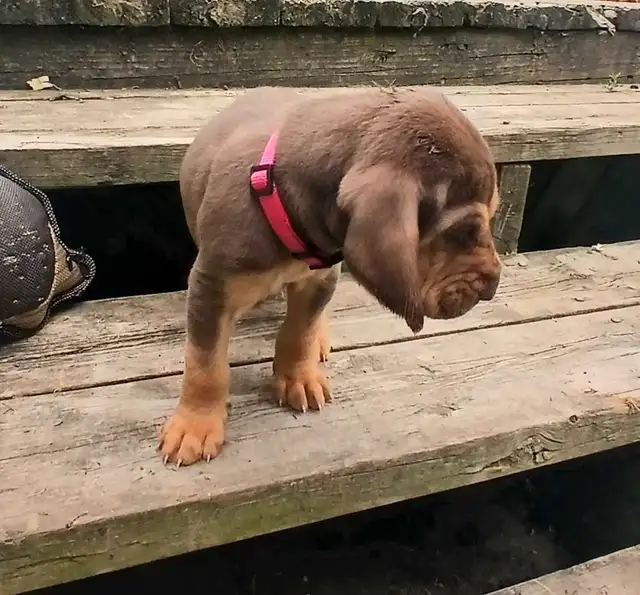 ‍Bloodhound puppies in Dogs & Puppies for Rehoming in Norfolk County - Image 8