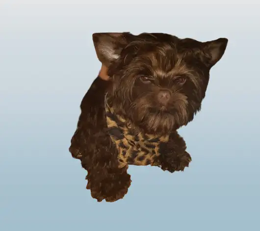 BEAUTÉ RARE YORKSHIRE 3/4 CHOCOlAT BABY Face in Dogs & Puppies for Rehoming in Longueuil / South Shore - Image 3