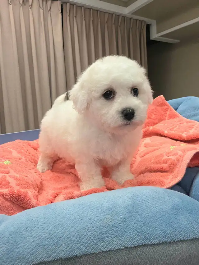 Bichon puppy puppies in Dogs & Puppies for Rehoming in Oshawa / Durham Region - Image 4