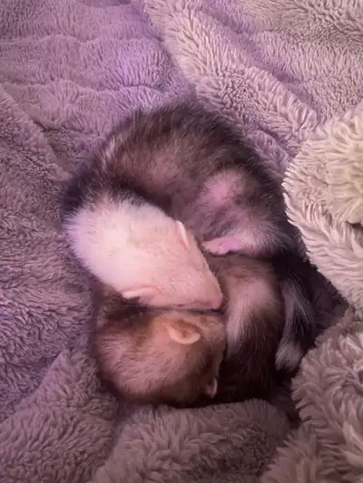 Two male ferrets 5 months old, sold together with everything, View more