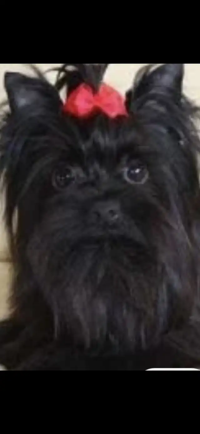 NORTHERN YORKIE PUPPIES  NEW YEAR BABIES in Dogs & Puppies for Rehoming in City of Toronto - Image 2