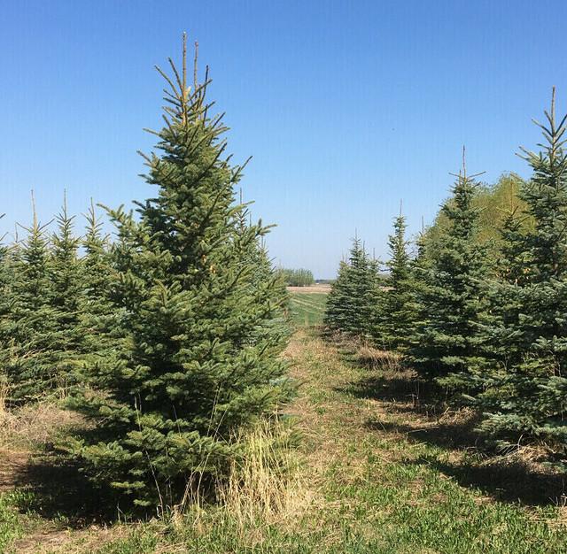 Colorado spruce Black Walnut trees for sell in Plants, Fertilizer & Soil in Hamilton - Image 4