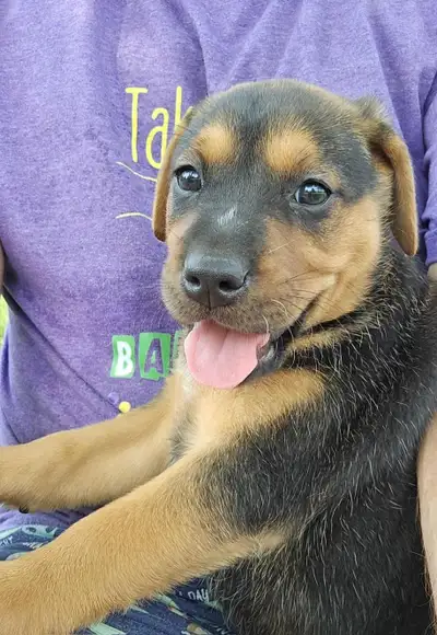 Rottweiler x Labrador  Olive, View more