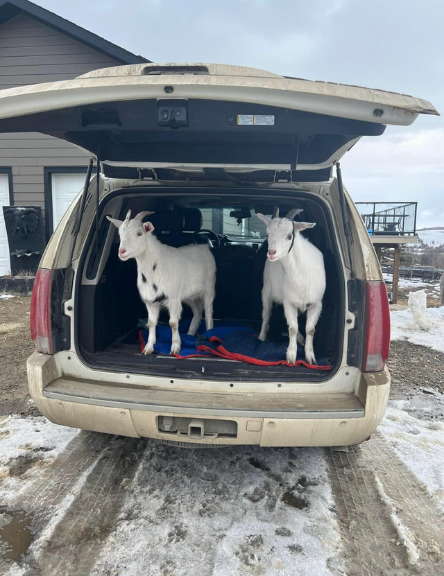 2, 2 year old fainting goats!  in Other in La Ronge - Image 2
