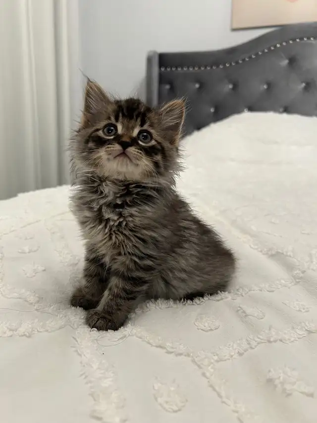 ♡ Siberian Kitten  ♡ health card* + sample food ❤️