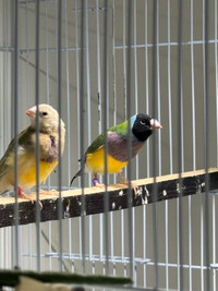 Gouldian green, blue back young males