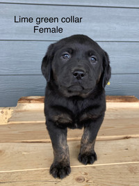 ~ English lab puppies  ~ALL SOLD~
