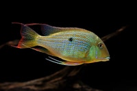 Geophagus Neambi (WILD) Oakville / Halton Region Toronto (GTA) Preview