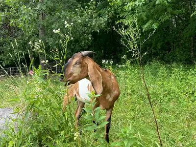 Beautiful nubian goat for sale, View more