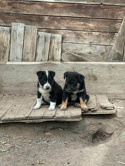 Farm-Raised Collie X Puppies We have 8 adorable Collie Cross puppies looking for their forever homes...