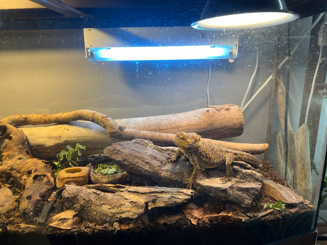 Bearded Dragon with Bioactive Terrarium in Reptiles & Amphibians for Rehoming in Kingston - Image 3