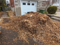 Free maple mulch