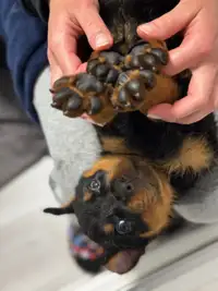 MALE Rottweiler puppy - READY TO GO