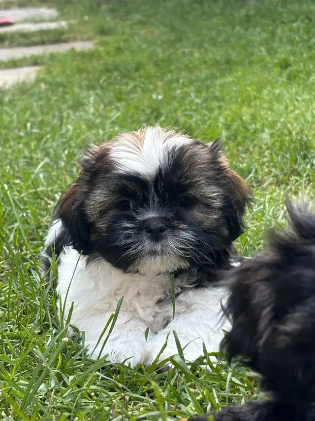Shih Tzu puppies in Dogs & Puppies for Rehoming in Markham / York Region - Image 10