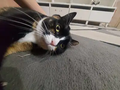 Household Cat, View more