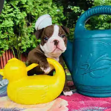 Male Olde English Bulldog in Dogs & Puppies for Rehoming in City of Toronto - Image 9