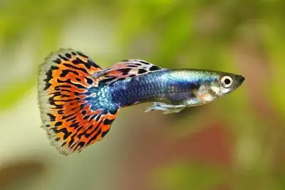 guppy fish, View more
