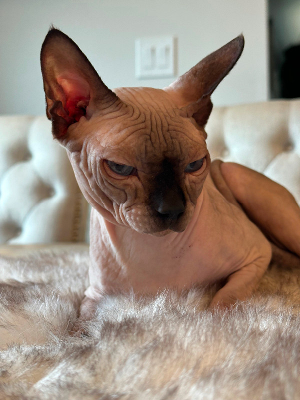 Intact male sphynx in Cats & Kittens for Rehoming in St. Albert - Image 2