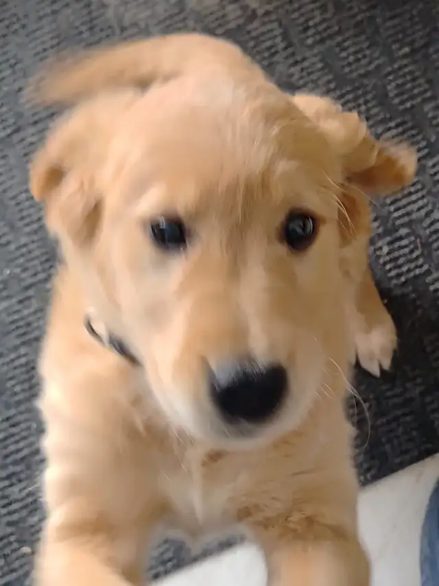 rehoming puppy in Dogs & Puppies for Rehoming in Markham / York Region - Image 4