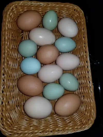 Fresh Non GMO Farm Eggs, View more