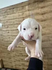 7 gorgeous American bulldog puppies for sale