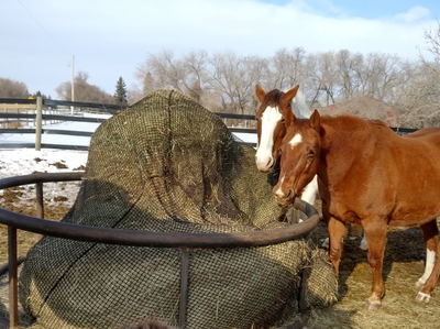 New and Used Hay nets for sale, View more