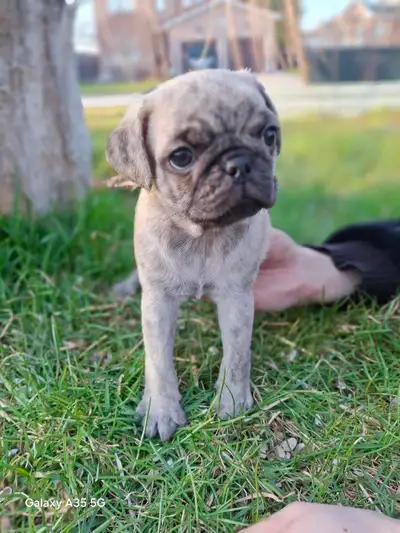 pug puppies, View more