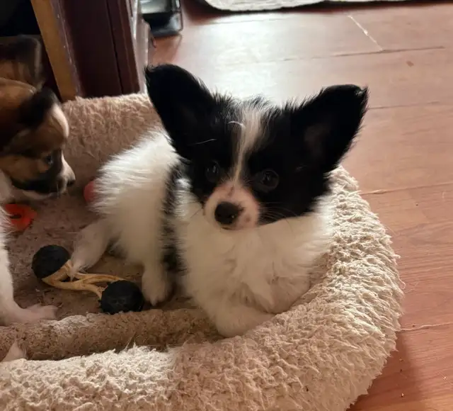 Papillon Puppy in Dogs & Puppies for Rehoming in Regina - Image 2