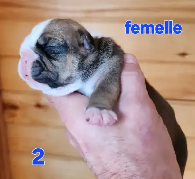 Chiots bulldog anglais de qualités pret a partir 27 juin, 4 males et 2 femelles, nos chiots seront v...