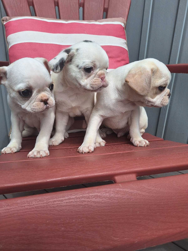 Pug×bulldog in Dogs & Puppies for Rehoming in Stratford - Image 4