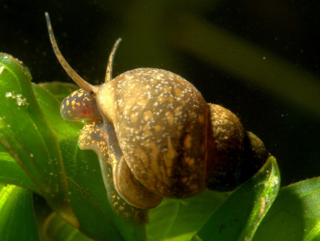 Escargot mangeur algues pour aquarium eau douce dans Poissons à adopter  à Longueuil/Rive Sud