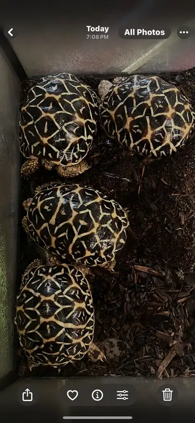 Baby Indian Star tortoises , View more
