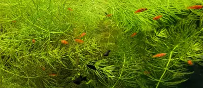 Poisson bébés  swordtail. ( avelin 1 cm environ), View more