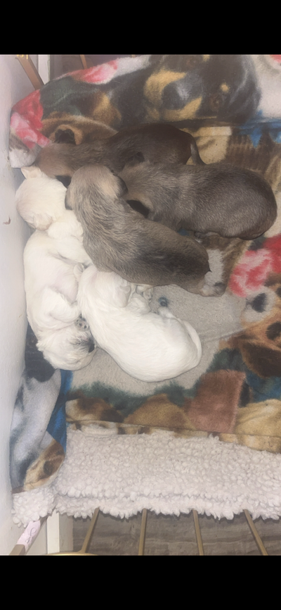Pug poodle puppies for sale, View more