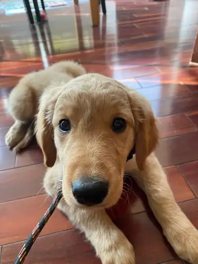 Dog Sitter/ Pet Boarding / Puppy Daycare, View more