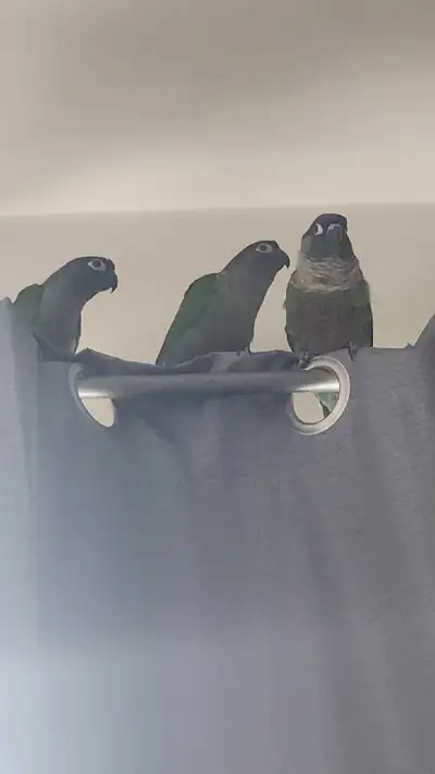 Wow 3 Green cheek conures, View more