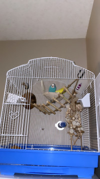 2 budgies for sale