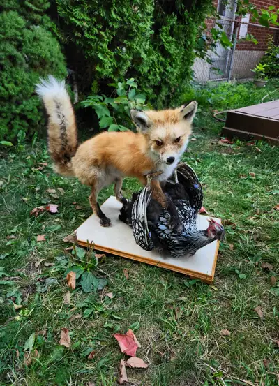 Posable chicken taxidermy. Fox taxidermy for tvshow or collection taxidermy .tv