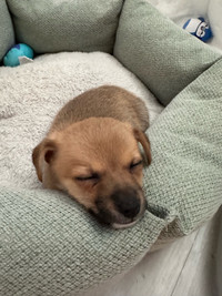 Chiot bébé pomchi mâle