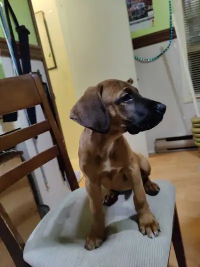 Adorable chiots , View more