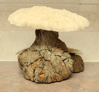 Vintage 1960's coral and burl wood mushroom sculpture.