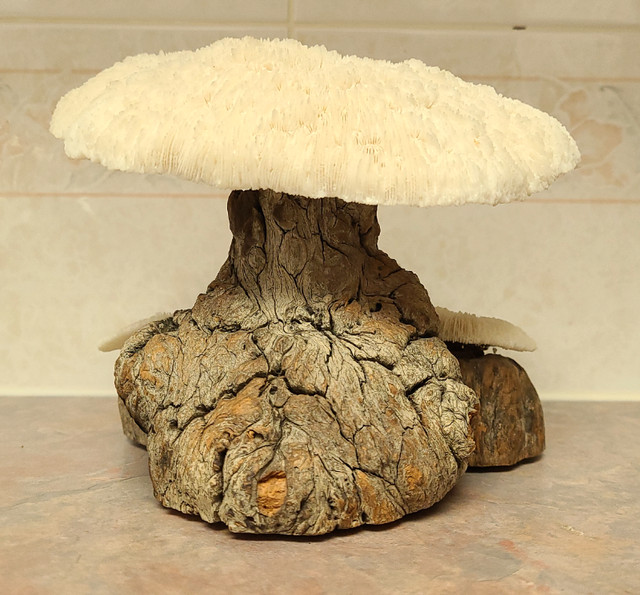 Vintage 1960's coral and burl wood mushroom sculpture. in Arts & Collectibles in Strathcona County